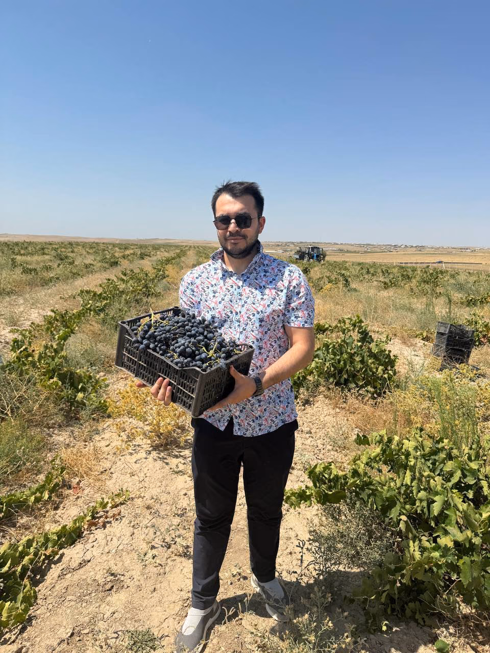 Grape harvest