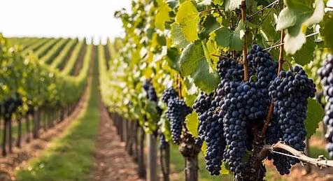 Vineyard rows