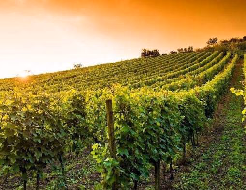 Vineyard at sunset